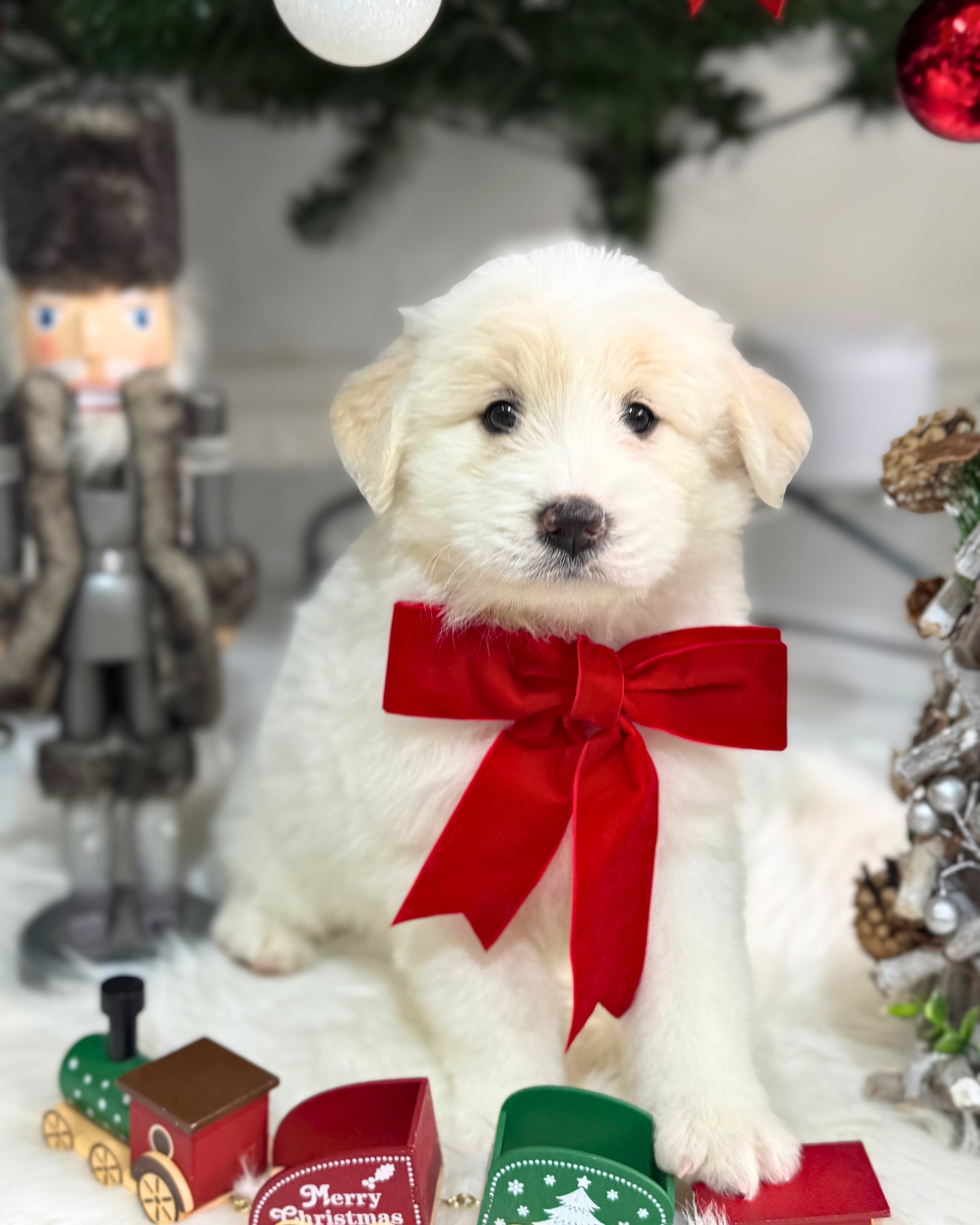 🐻❄️ Fafa 发发: Cream Mini Chow Spitz Doodle 🇸🇬 (Girl) *