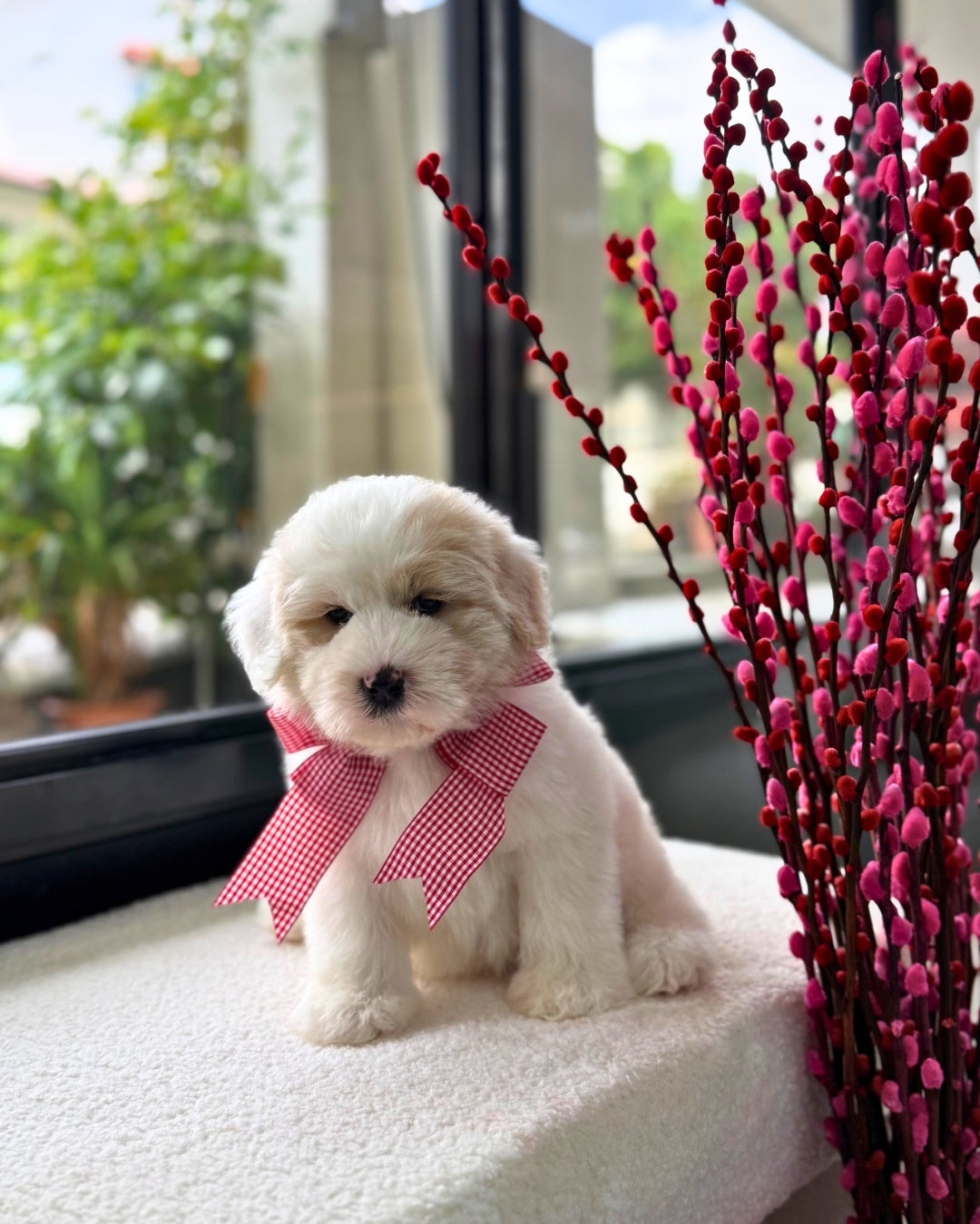 🍊🍊 Tang Yuan 汤圆: Parti Chowpoo 🇸🇬 (Girl)