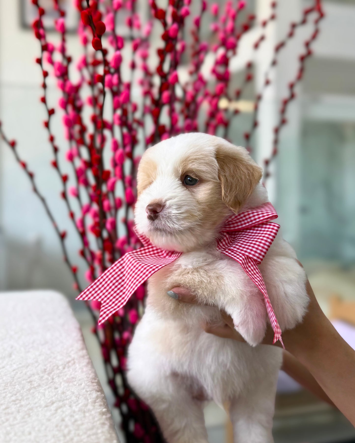 🍊🍊Ju Ju 桔桔: Parti Chowpoo 🇸🇬 (Boy)