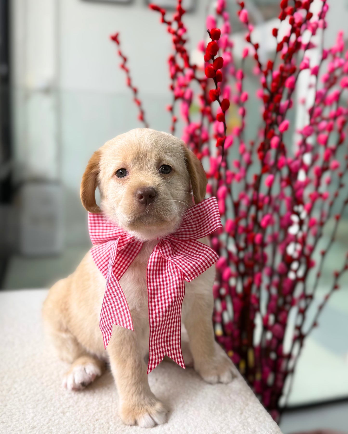 🥐🍫✨Croissant: Golden Cream Mini Labradoodle 🇸🇬 (Girl)