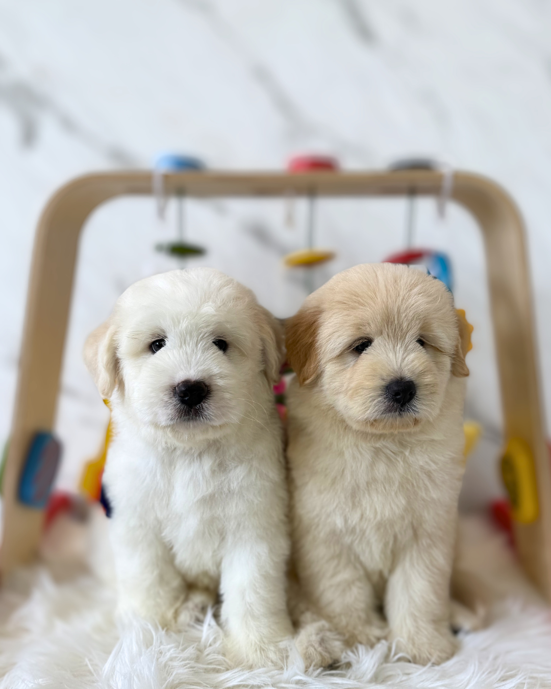 Polo: Cream Chowspitz 🇸🇬 (Boy)