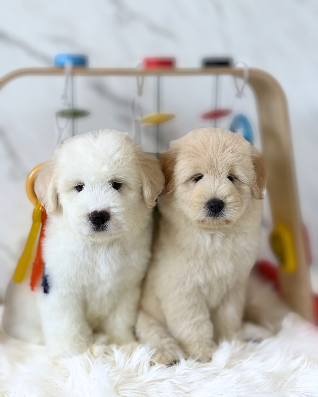 Ponyo: Cream Chowspitz 🇸🇬 (Girl)