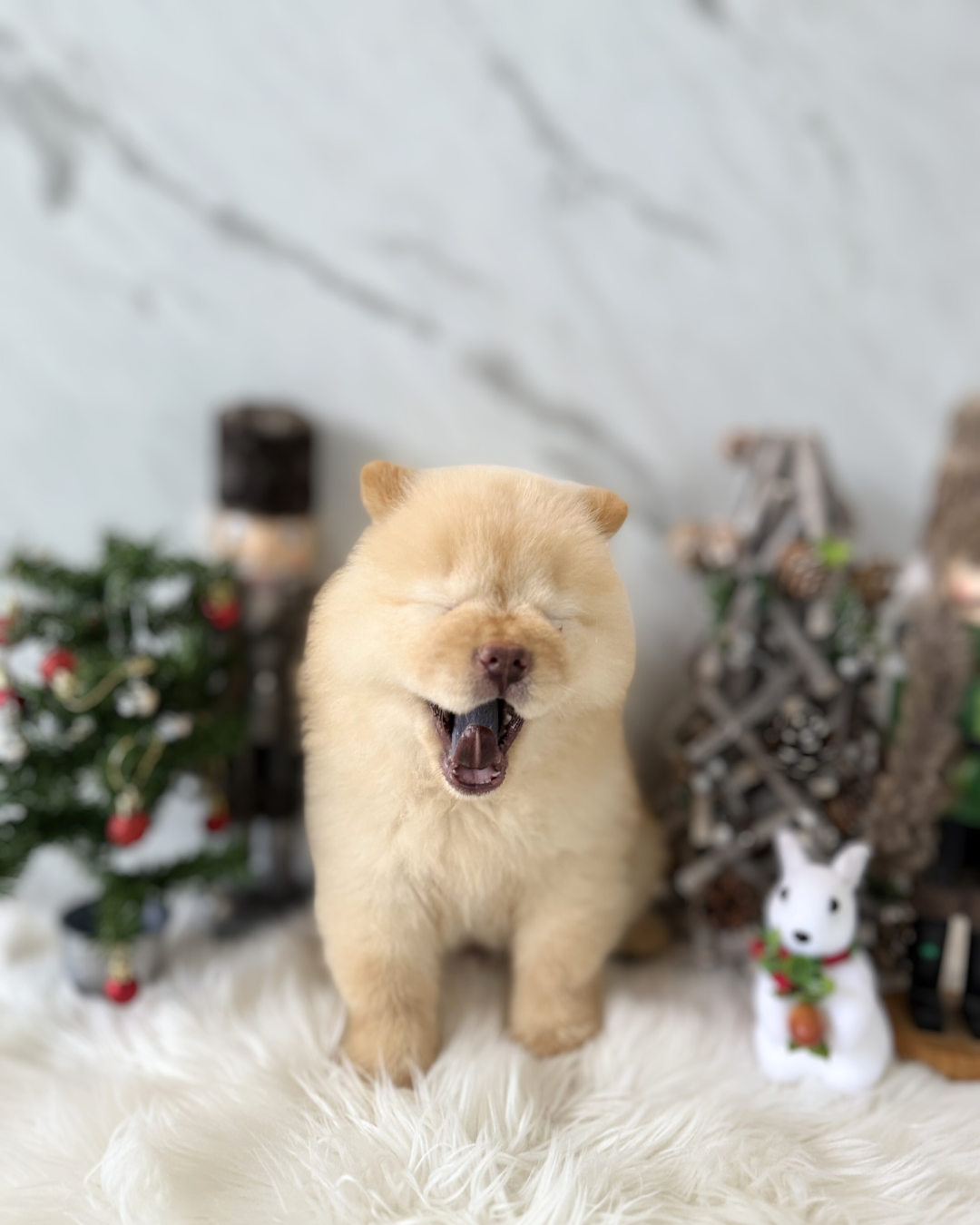 Mochi: Cream Chow Chow 🇸🇬 (Girl)