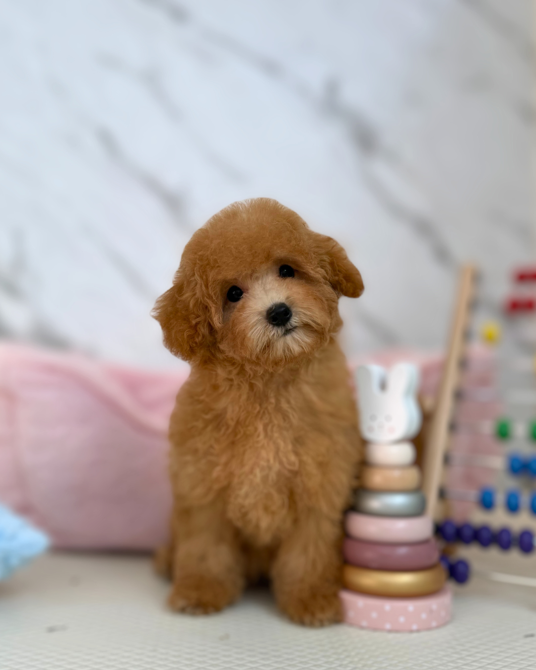 🍯 Hani: Brown Maltipoo 🇸🇬 (Girl)