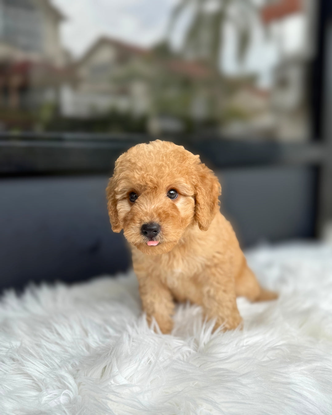 💫 Hope: Brown Toy Poodle 🇸🇬 (Girl)