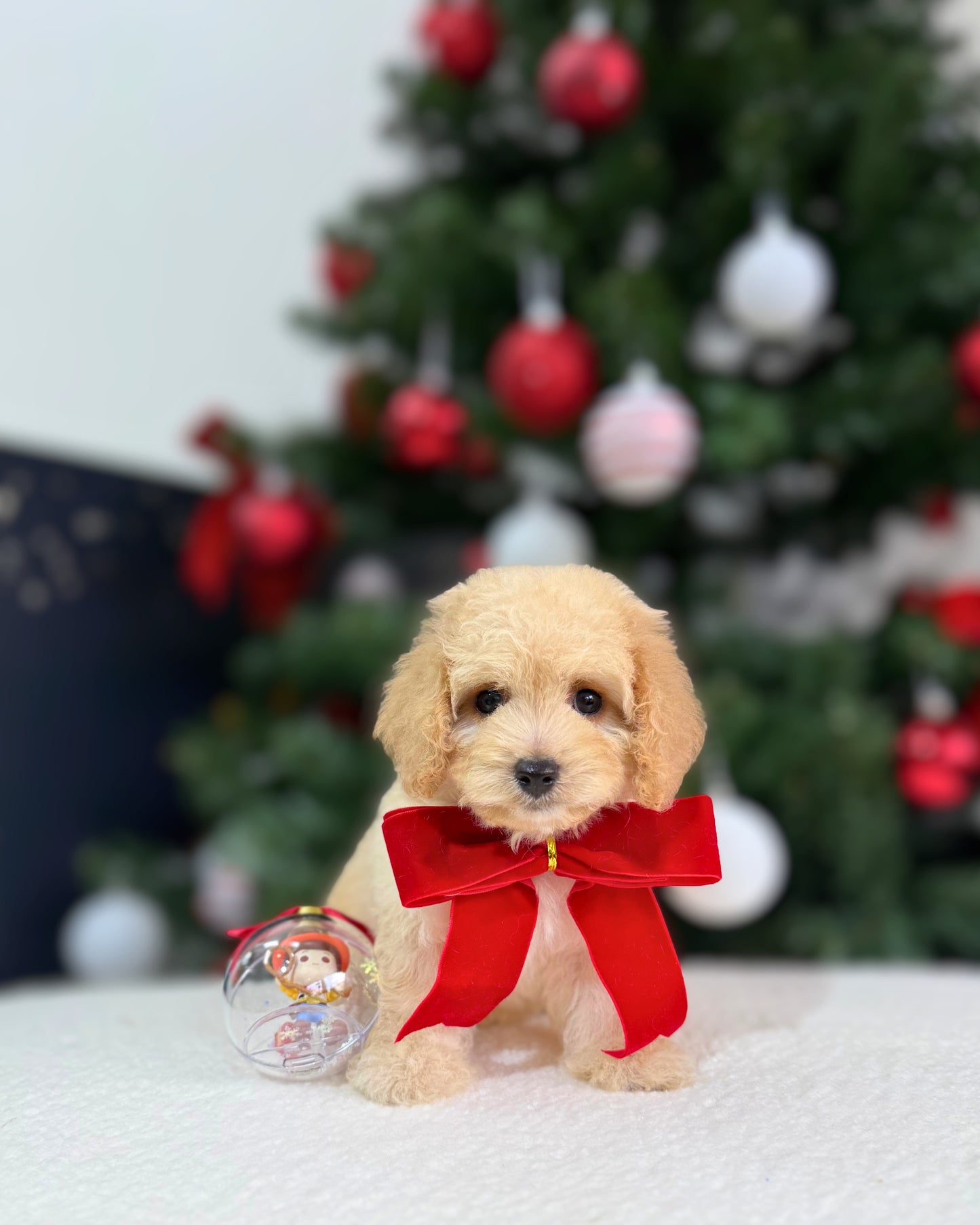 🎄Jolly: Cream Brown Toy Cavapoo 🇸🇬 (Boy)