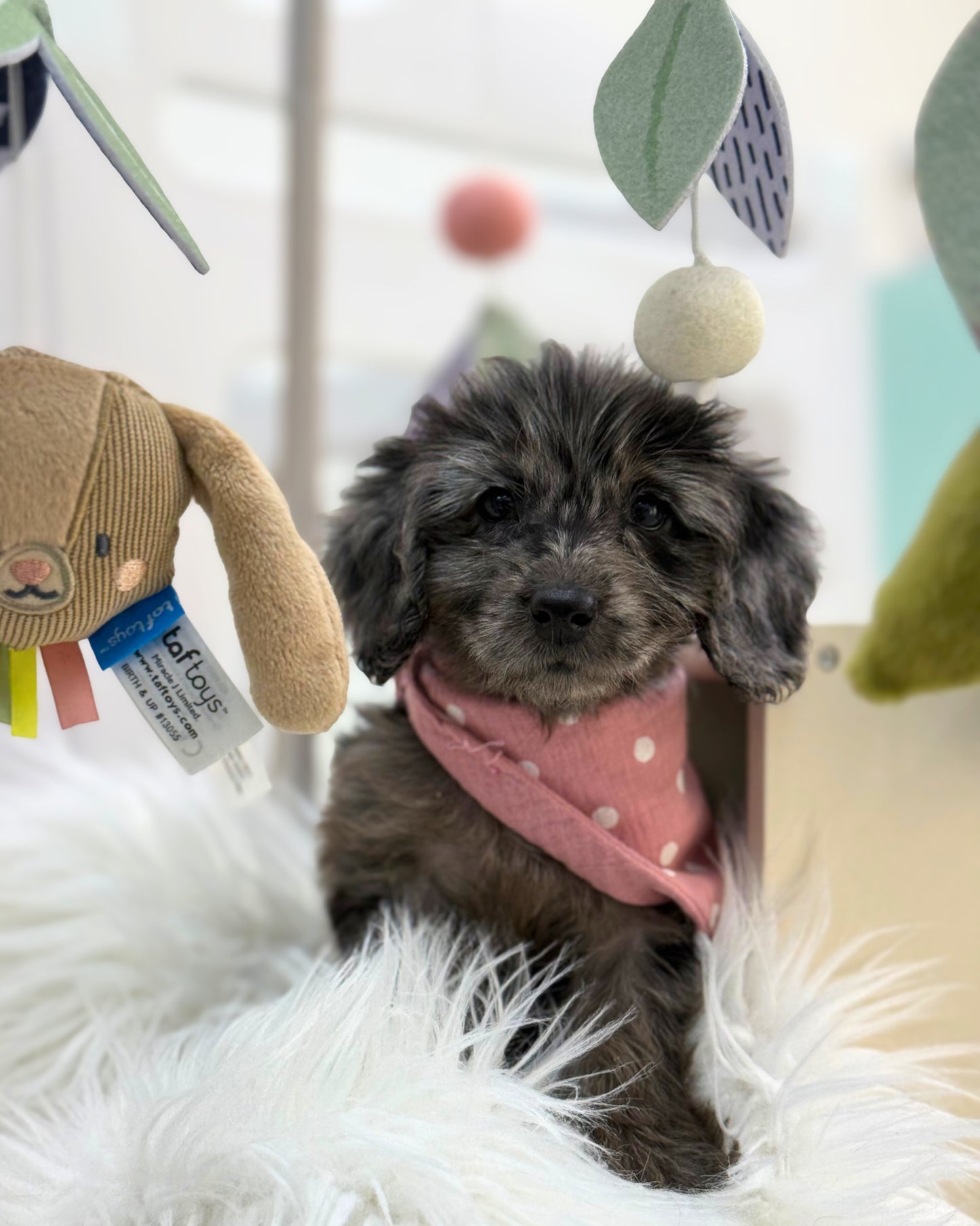 ⭐️ Cola: Mini Merle Silky Multi-Gen F1BB Golden Doxie 🇸🇬 (Girl)