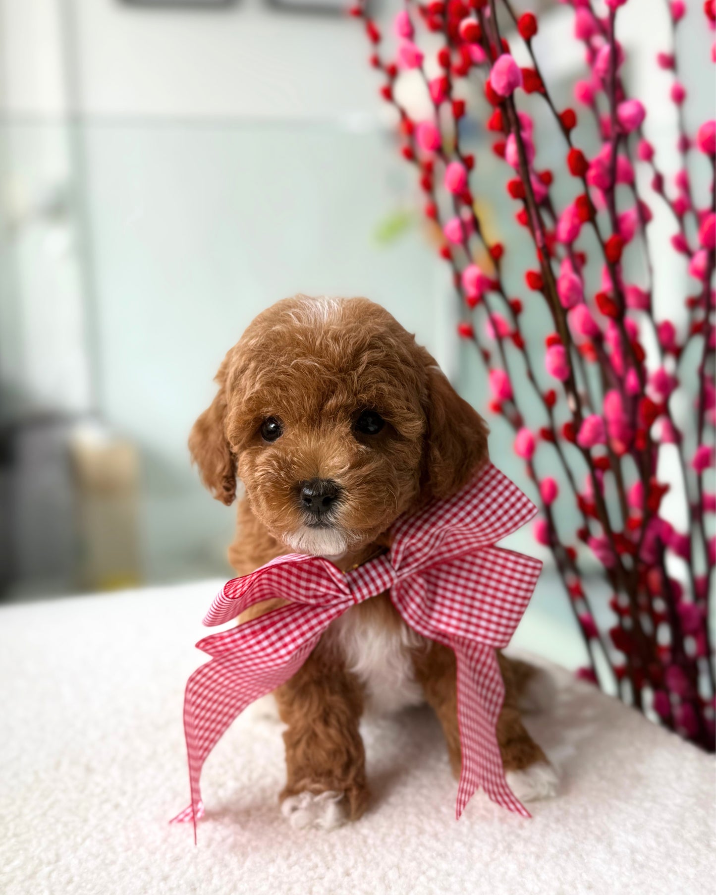🎶🧸 Miso: Parti Red & White Toy Bichonpoo 🇸🇬 (Girl)
