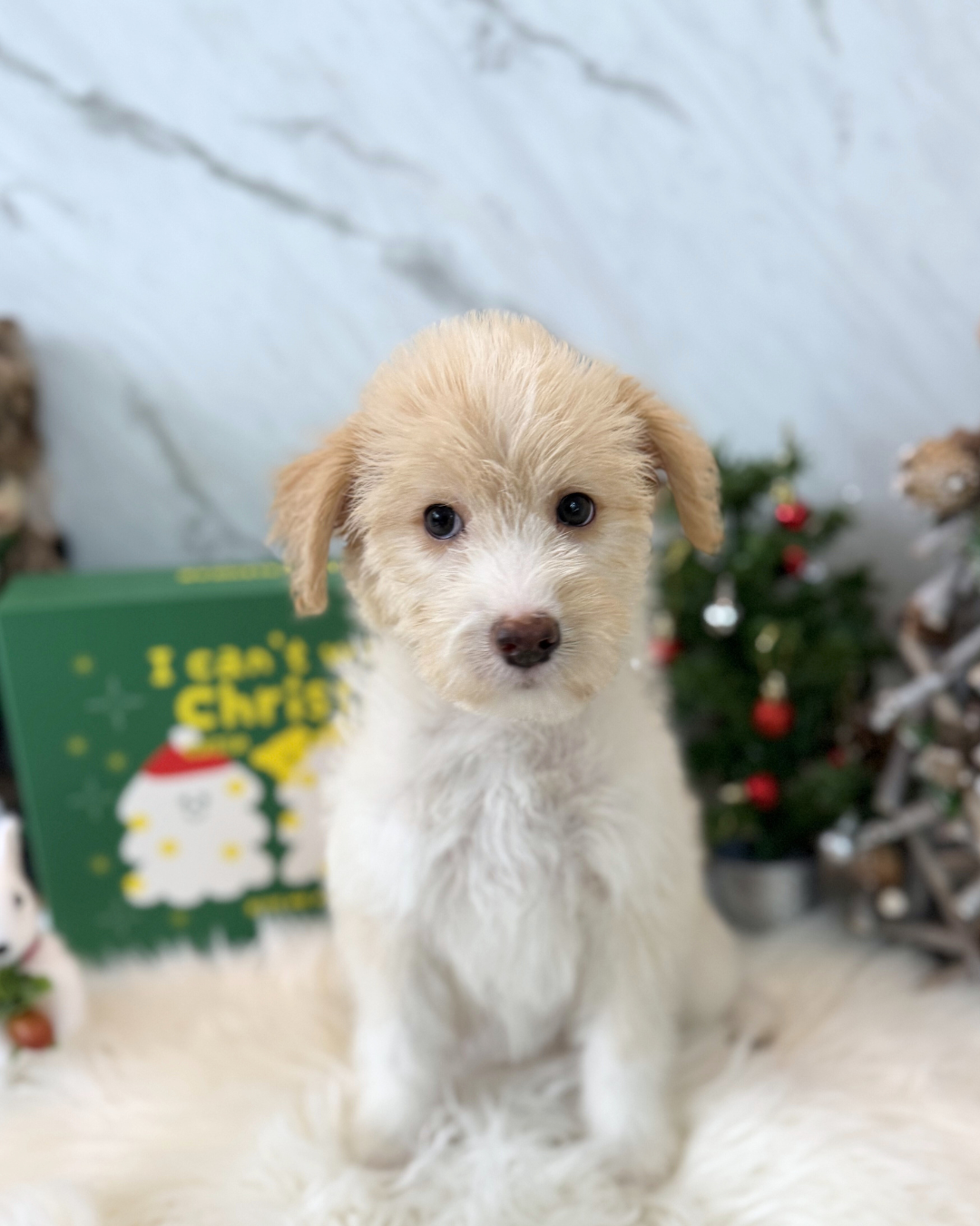 Kiki: Cream Miniature Labradoodle 🇸🇬 (Girl)