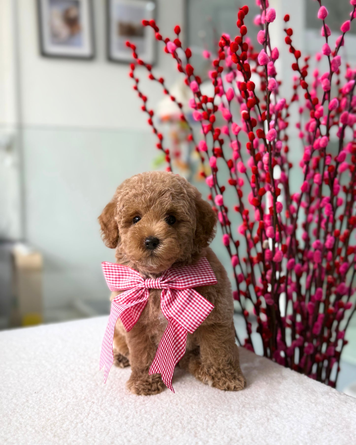 🎶🧸 Dodo: Brown Toy Bichonpoo 🇸🇬 (Girl)