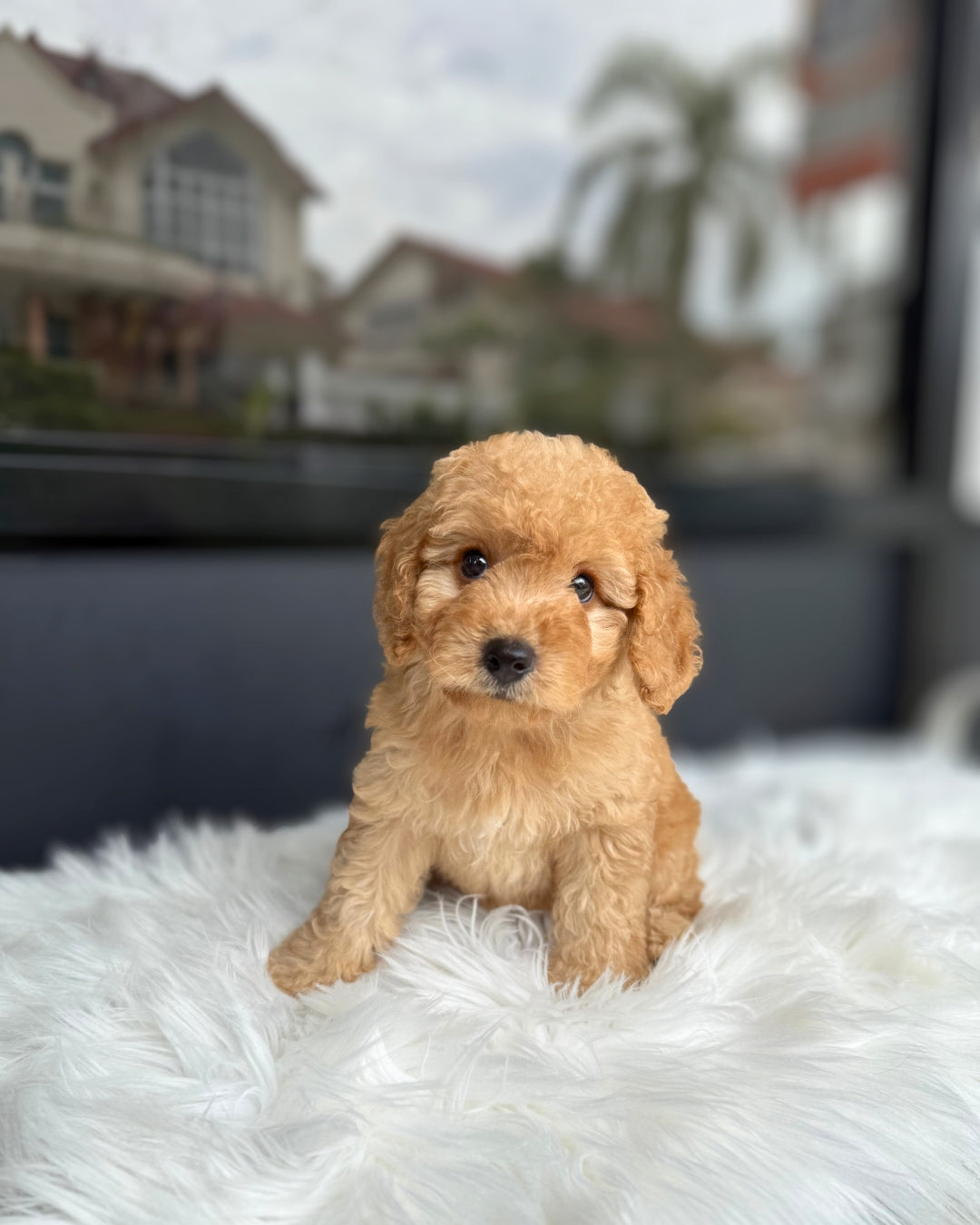 💫 Hope: Brown Toy Poodle 🇸🇬 (Girl)