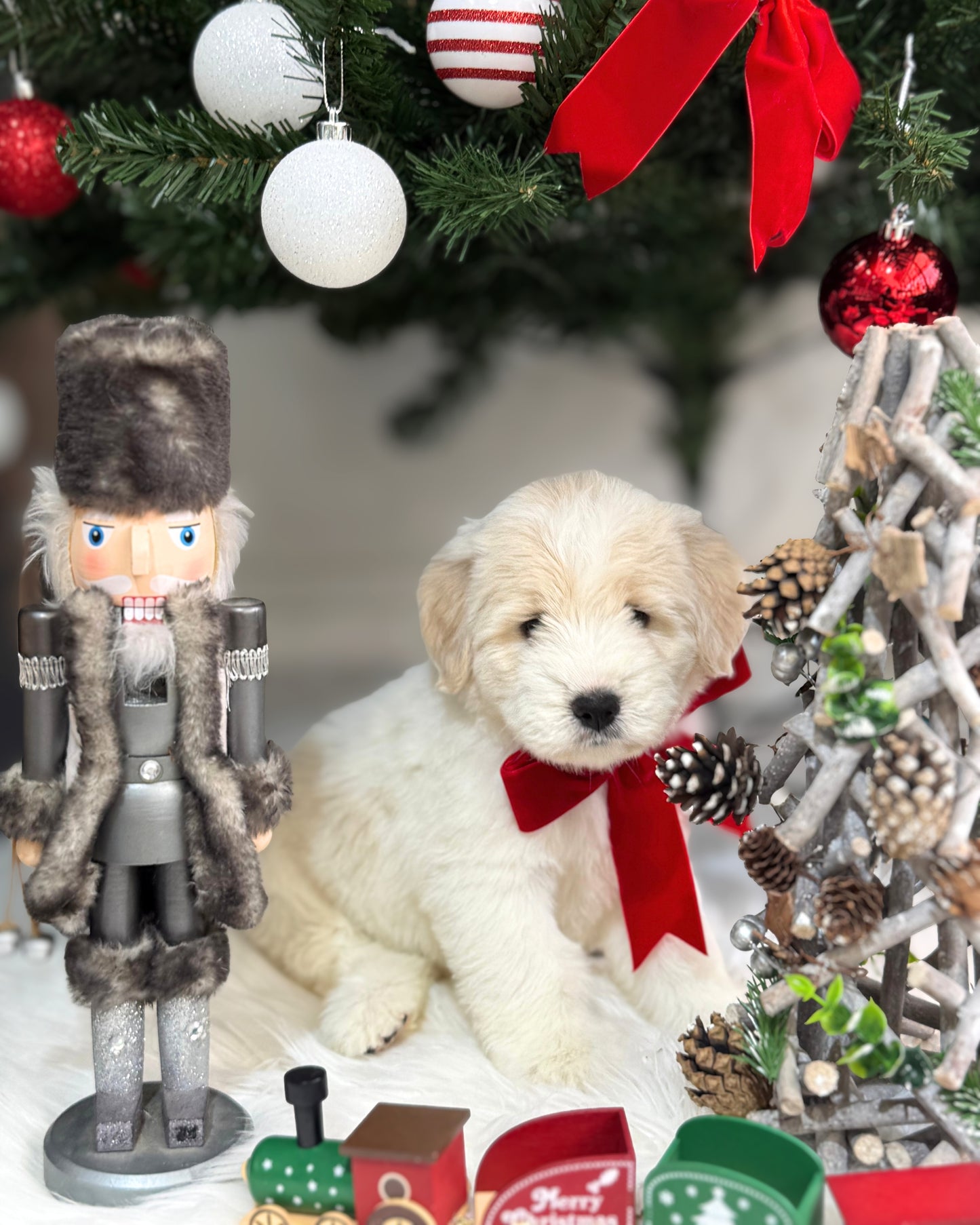 🐻❄️ Feifei 肥肥: Cream Mini Chow Spitz Doodle 🇸🇬 (Girl) *