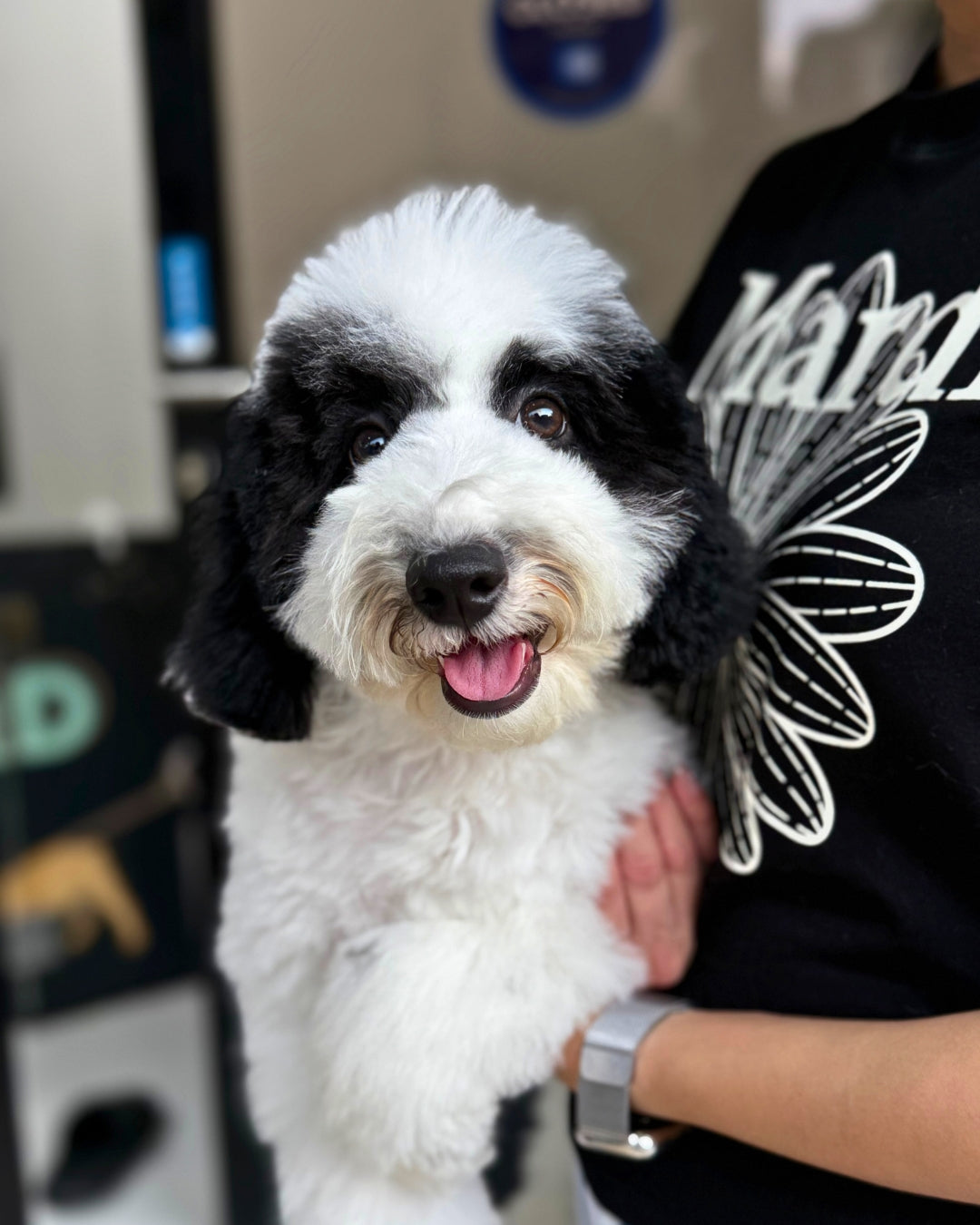 🌙 Luna: Parti Black & White Toy Miniature Poodle 🇦🇺 (Girl)