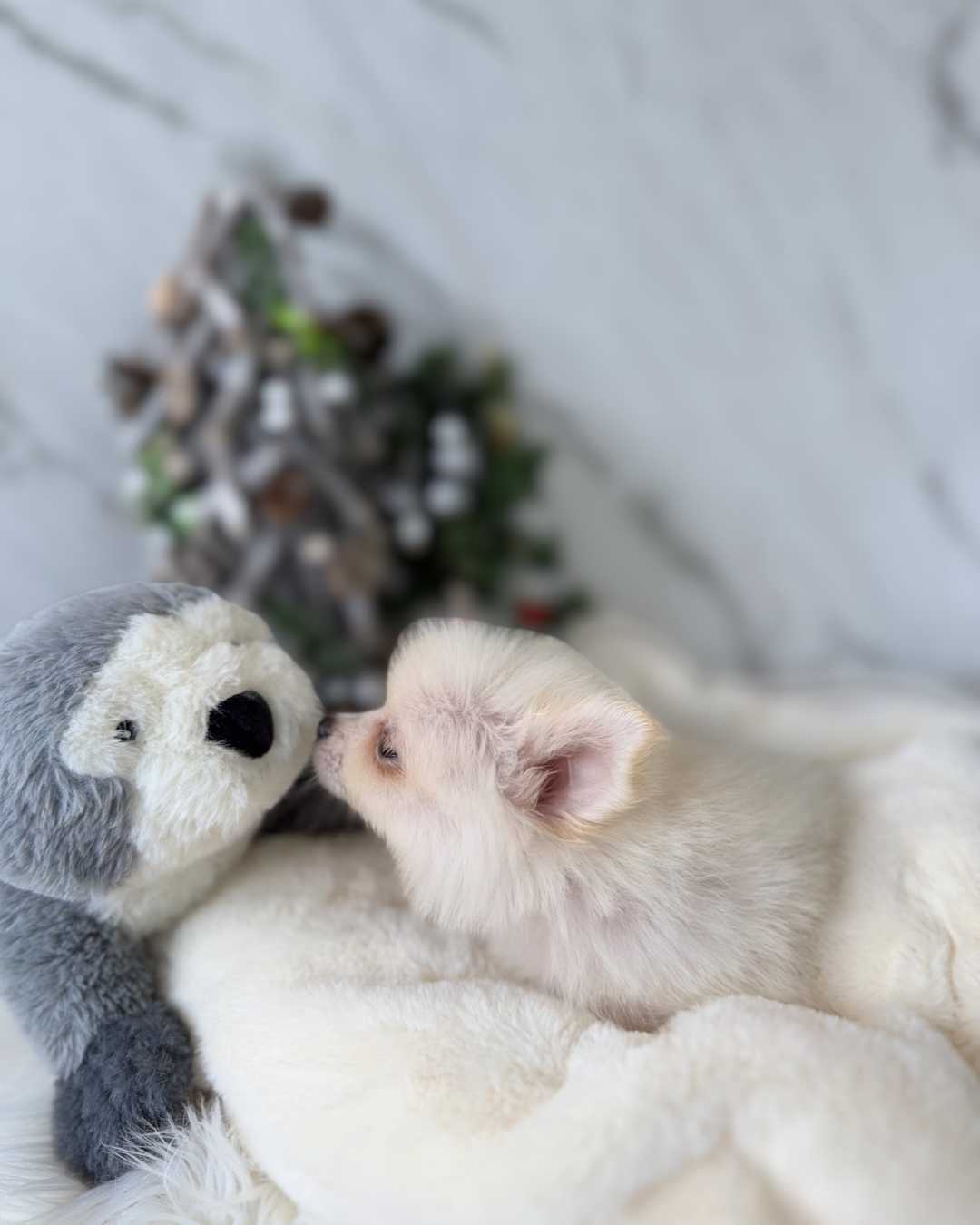 Cloudie: White Mini Pomeranian 🇸🇬 (Girl)