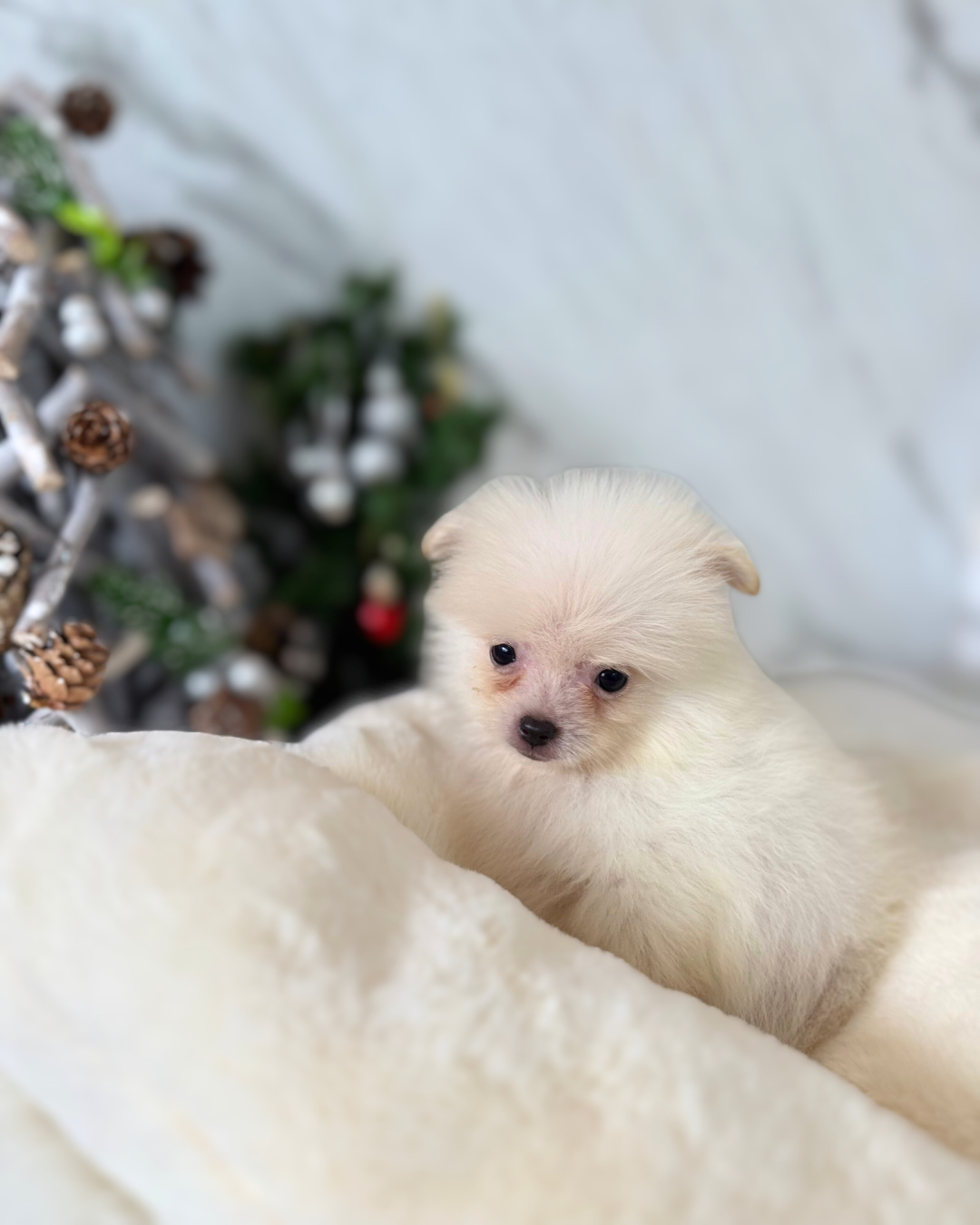Birdie: White Mini Pomeranian 🇸🇬 (Boy)