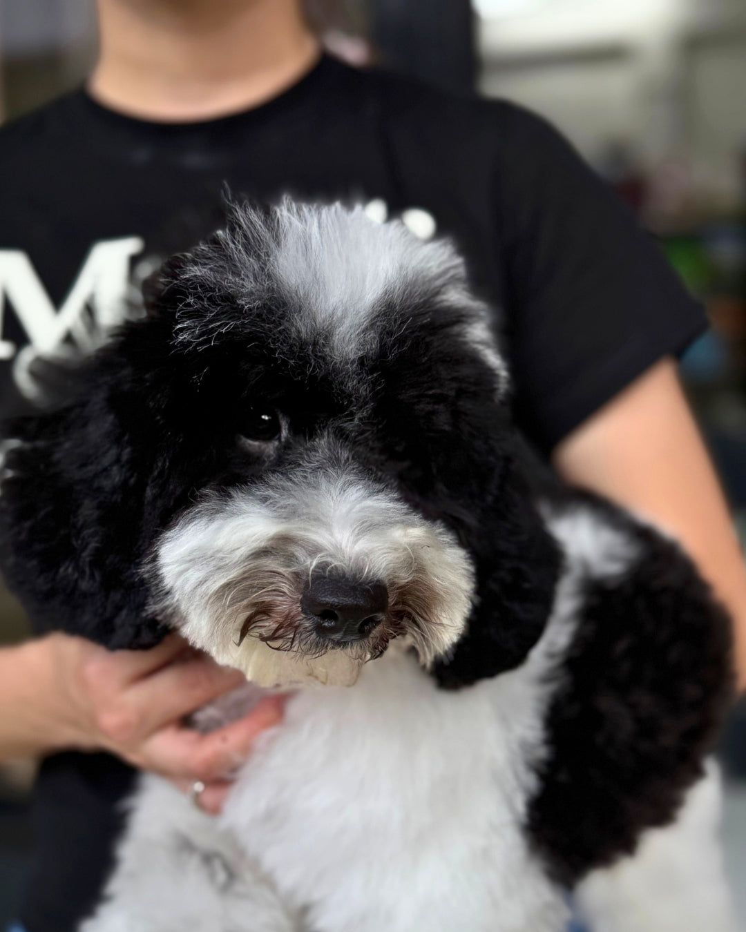 🤵🏻Tux: Parti Black & White Toy Miniature Poodle 🇦🇺 (Boy)