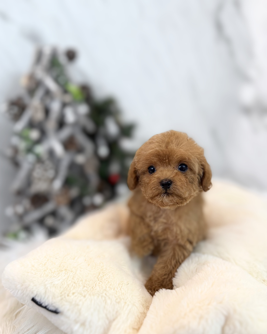 Umi: Brown Toy Poodle 🇸🇬 (Girl)