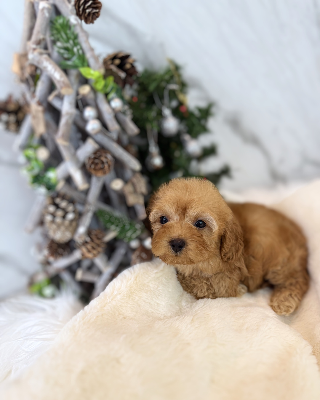 Romi: Brown Toy Poodle 🇸🇬 (Girl)