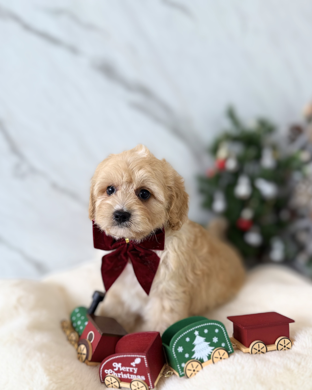 Wagyu: Cream Toy Cockapoodle 🇸🇬 (Boy)