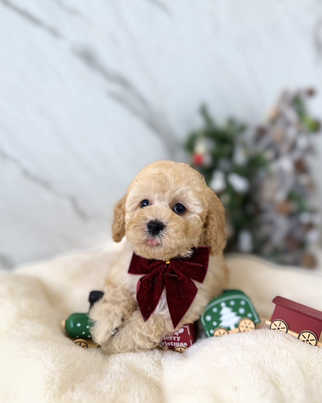 Omi: Cream Toy Cockapoodle 🇸🇬 (Boy)