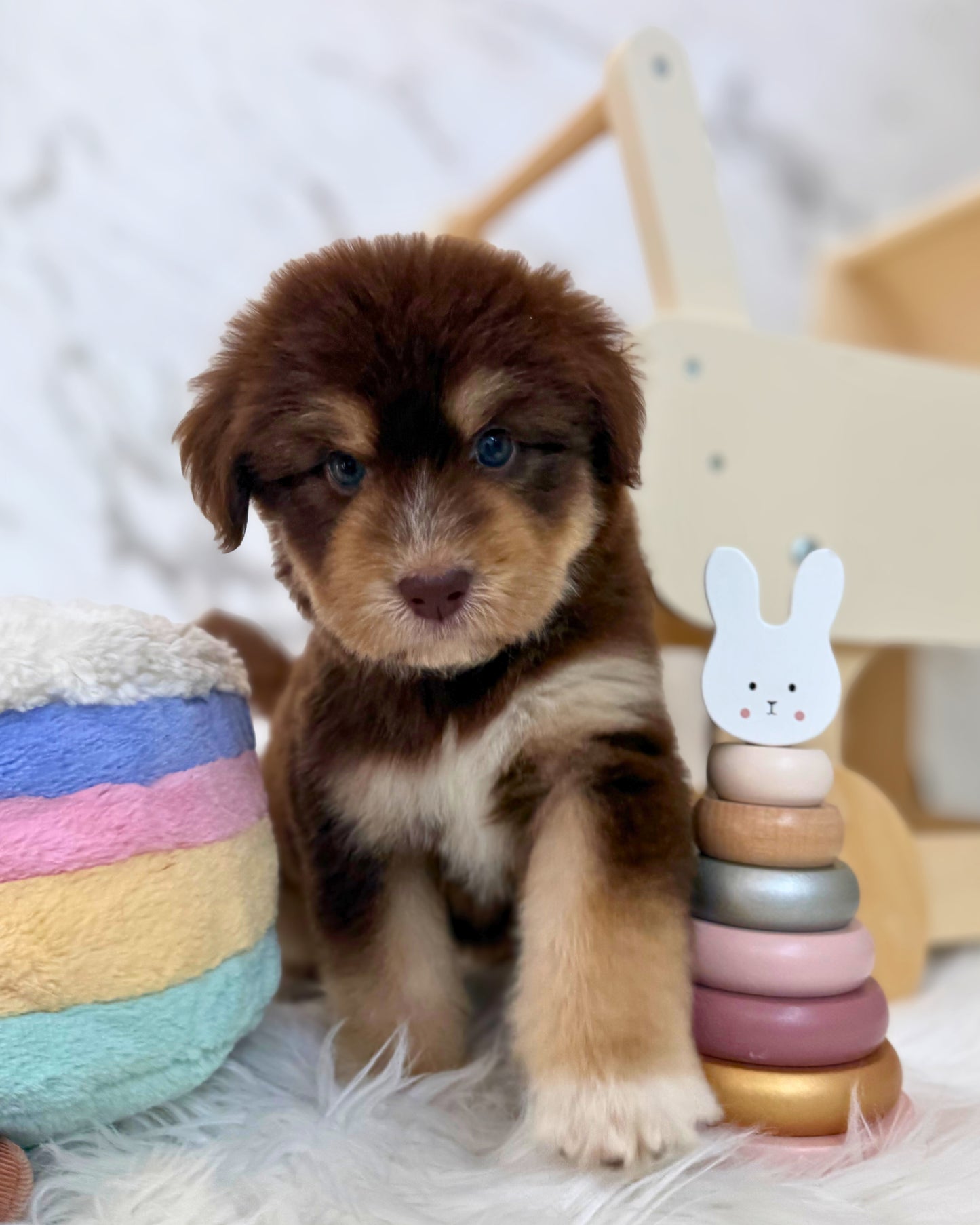 ⚡️Misti: Mini Parti Chocolate & Red White Husky Doodle 🇸🇬 (Girl)