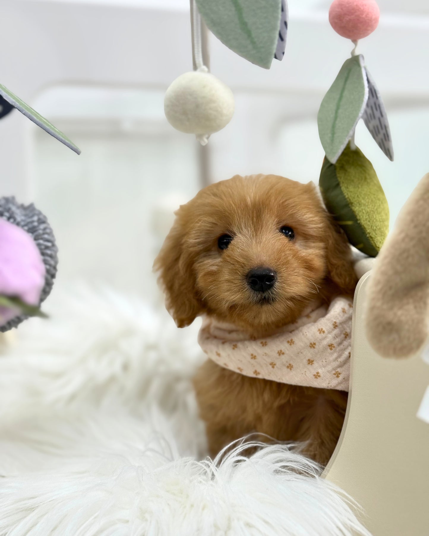 ⭐️ Cino: Mini Cream Silky Multi-Gen F1BBGolden Doxie 🇸🇬 (Girl)