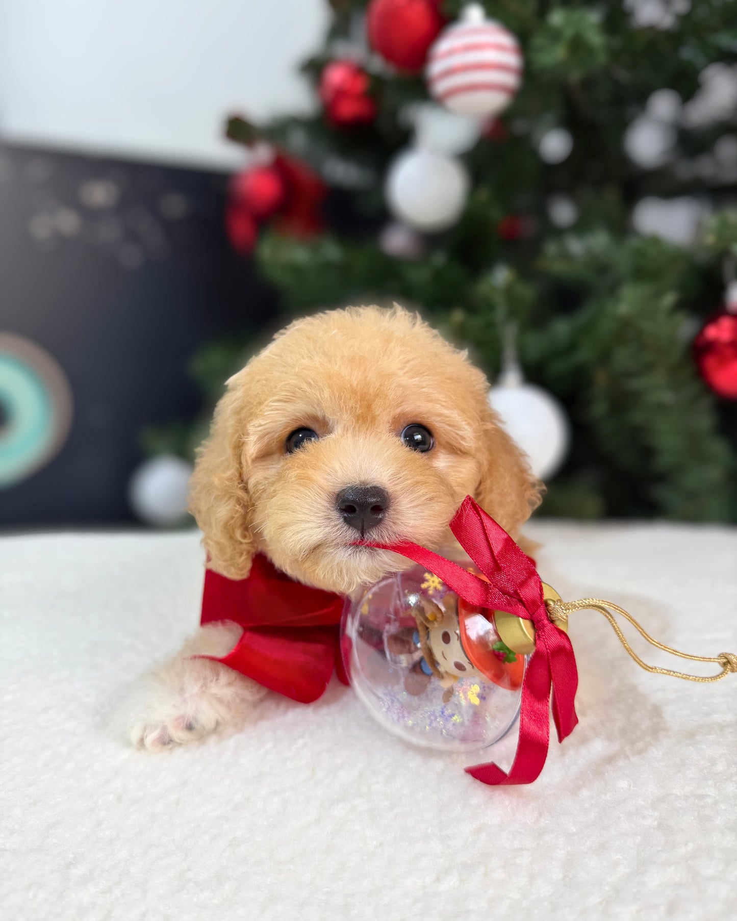 🎄Jewel: Cream Brown Toy Cavapoo 🇸🇬 (Girl)