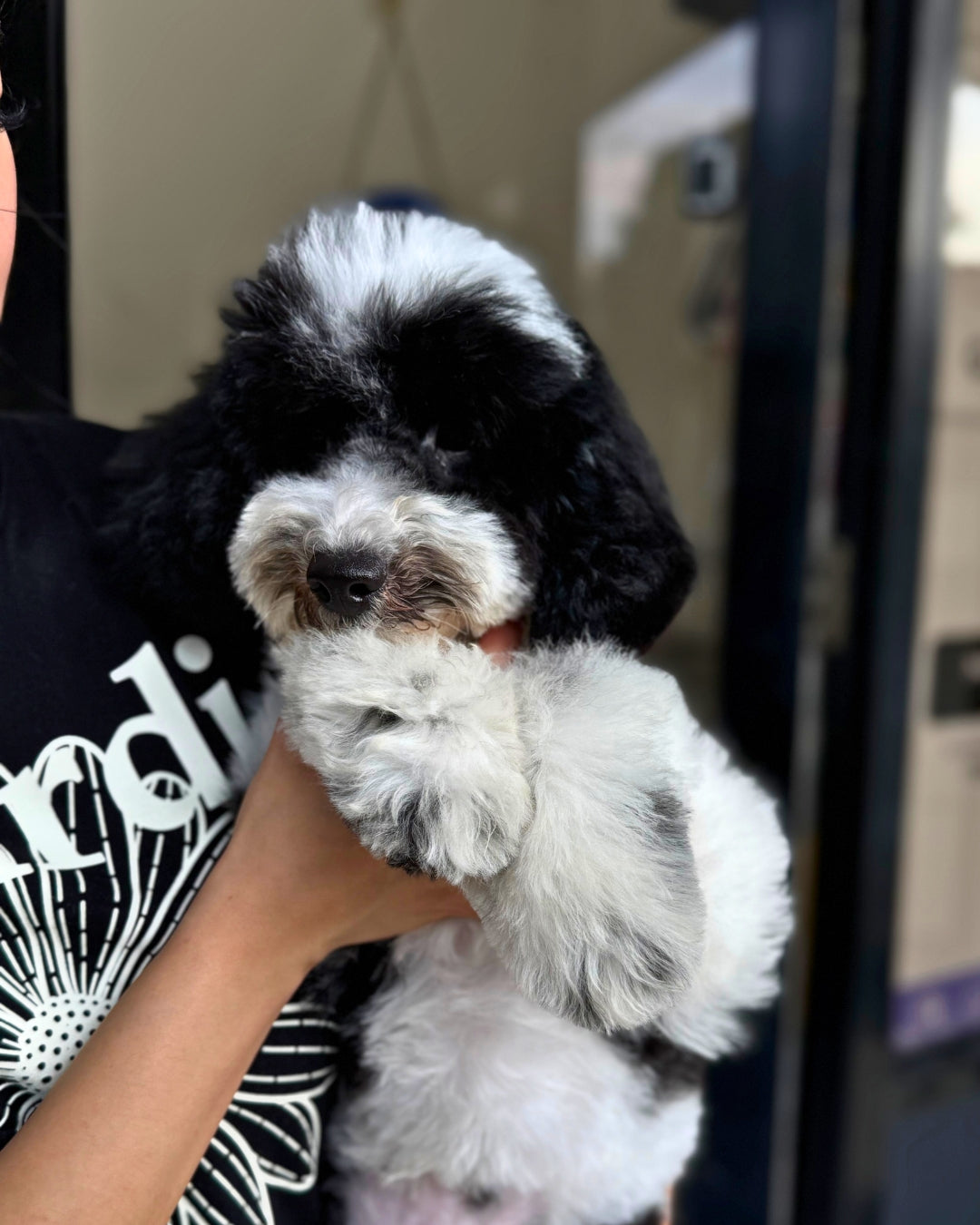 🤵🏻Tux: Parti Black & White Toy Miniature Poodle 🇦🇺 (Boy)