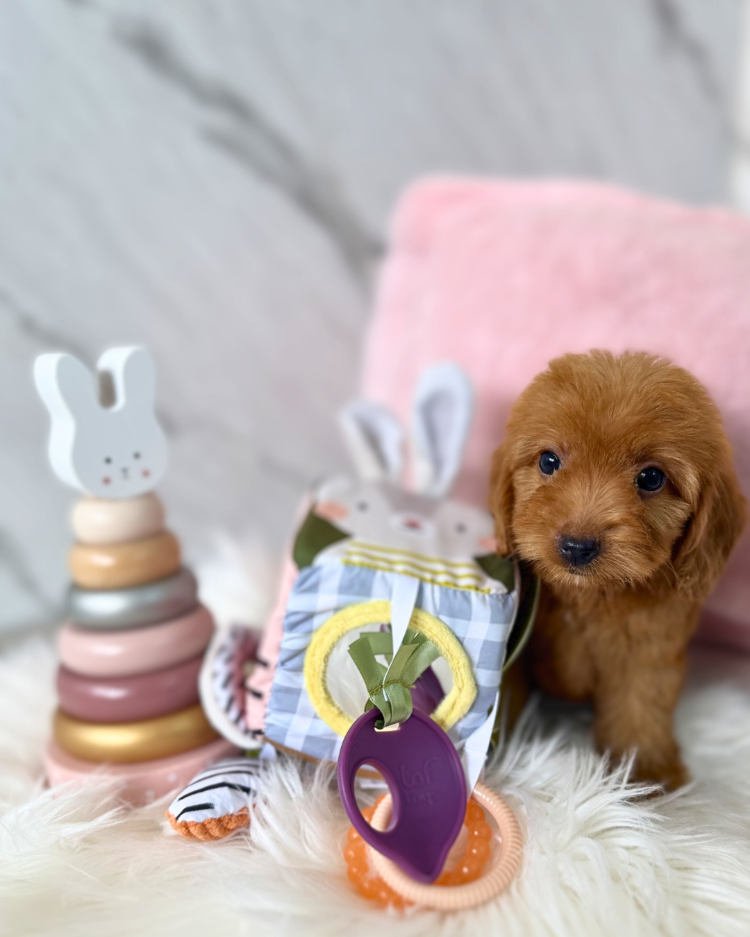 Jam Jam: Red Cockapoodle 🇸🇬 (Girl)