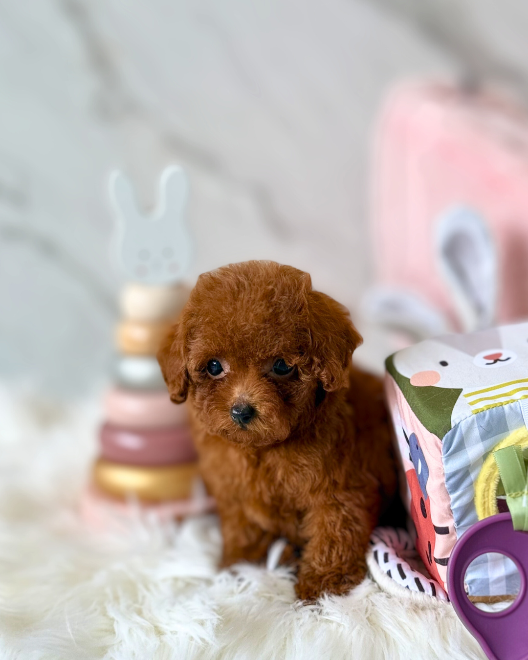 Autumn: Red Tiny Toy Poodle 🇸🇬 (Girl)