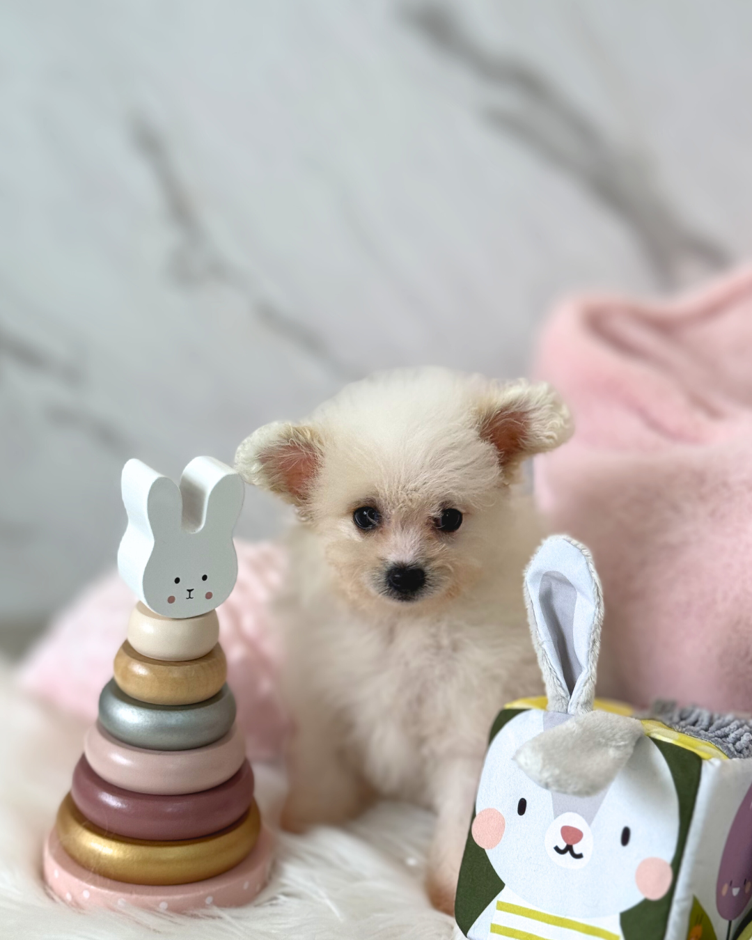 Bibi: Cream Pomapoodle 🇸🇬 (Girl)