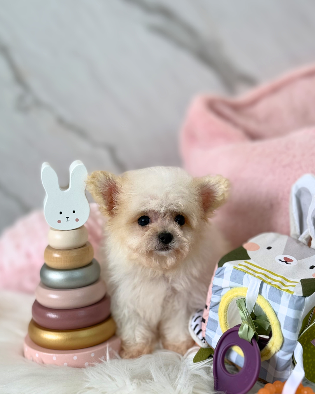 Bubu: Cream Pomapoodle 🇸🇬 (Boy)