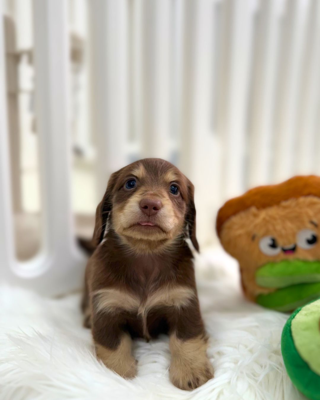 Brownie: Chocolate & Cream Long-Haired Miniature Dachshund 🇸🇬 (Boy)