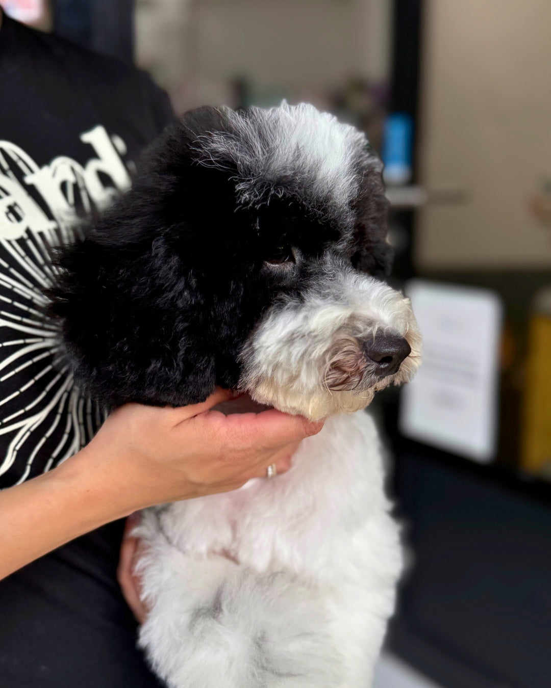 🤵🏻Tux: Parti Black & White Toy Miniature Poodle 🇦🇺 (Boy)