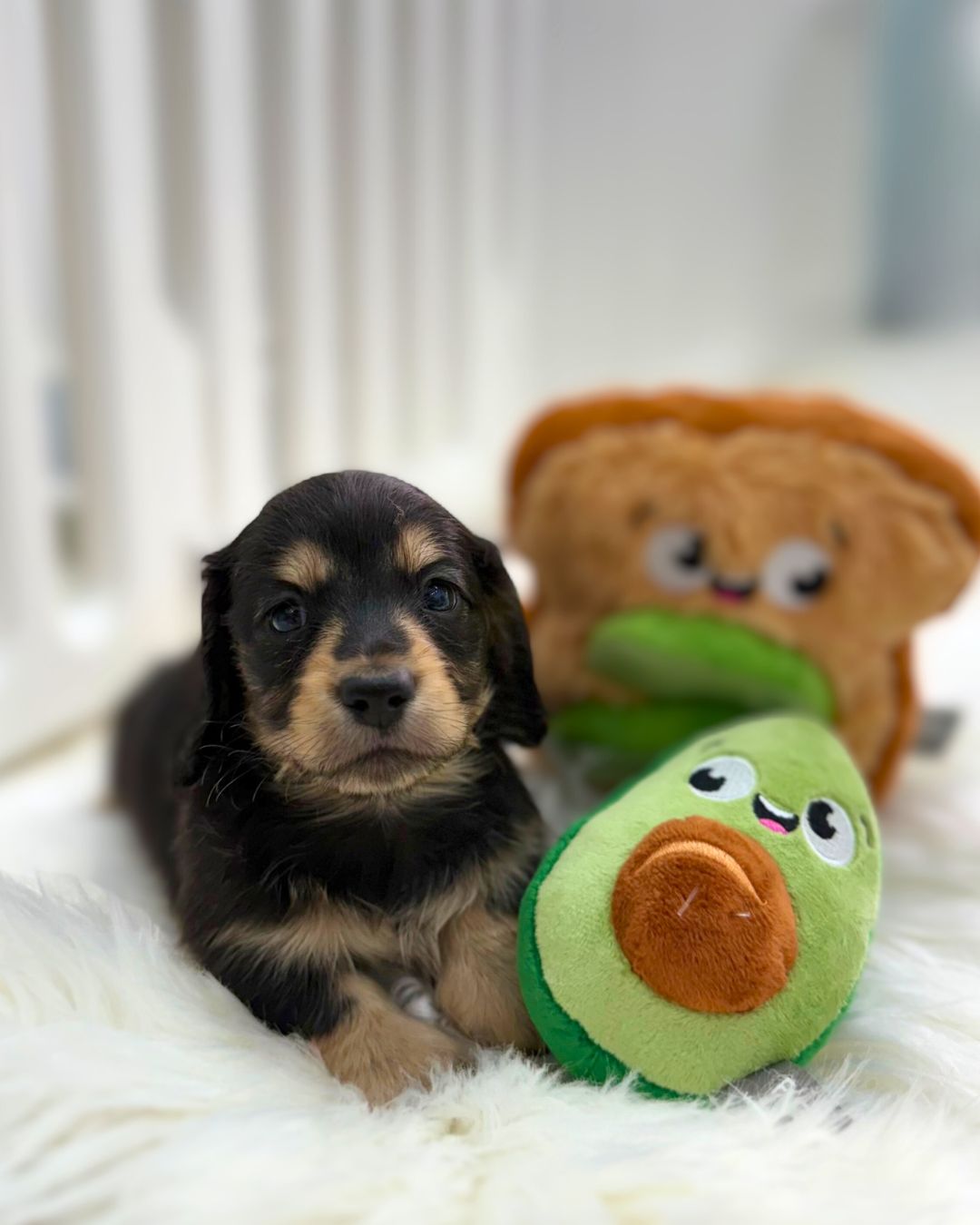 Oreo: Black & Cream Long-Haired Miniature Dachshund 🇸🇬 (Boy)
