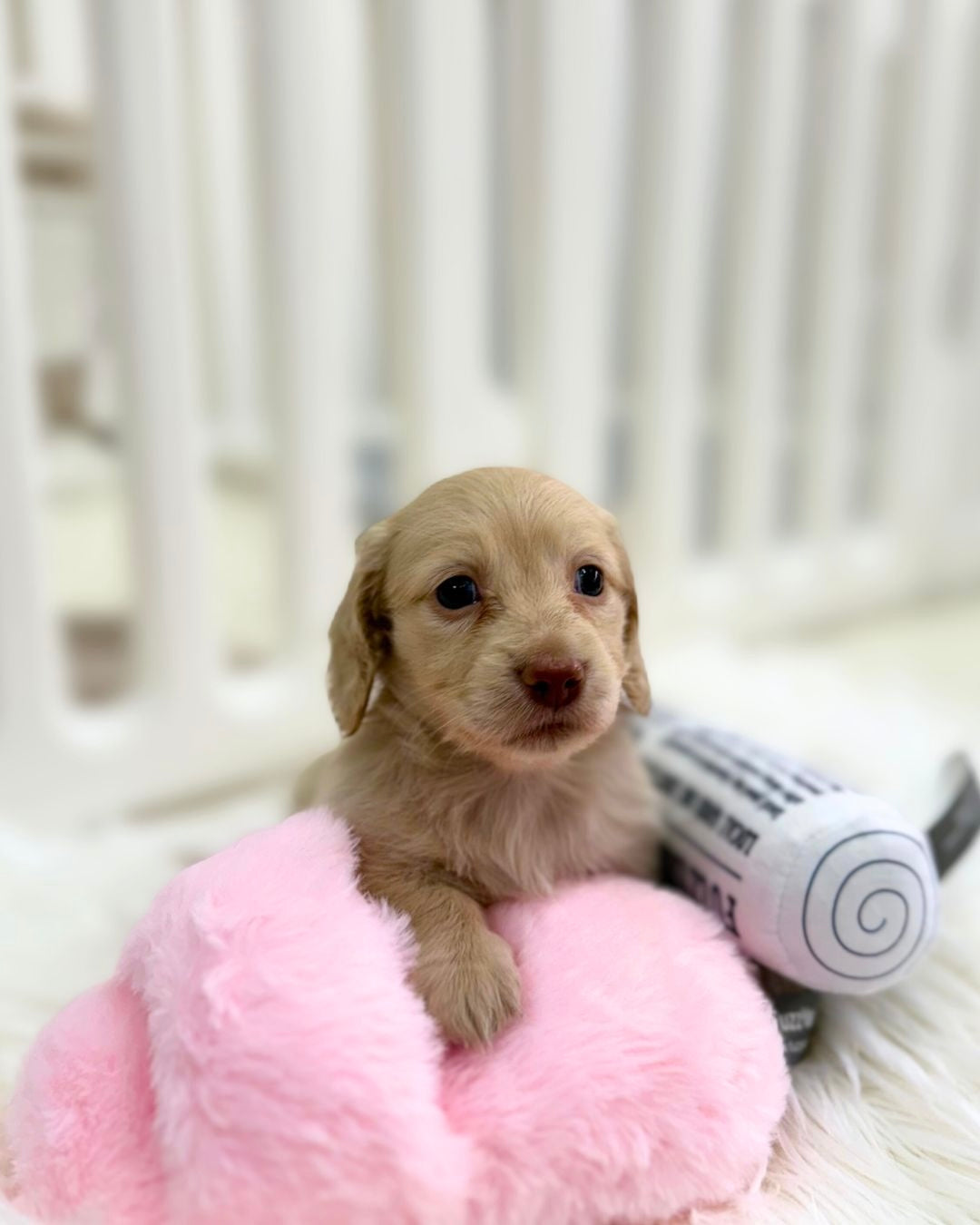 Honey: Cream Long-Haired Dachshund 🇸🇬 (Girl)