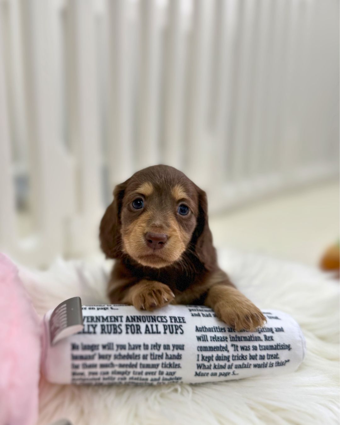 Caramel: Chocolate & Cream Long-Haired Dachshund 🇸🇬 (Girl)