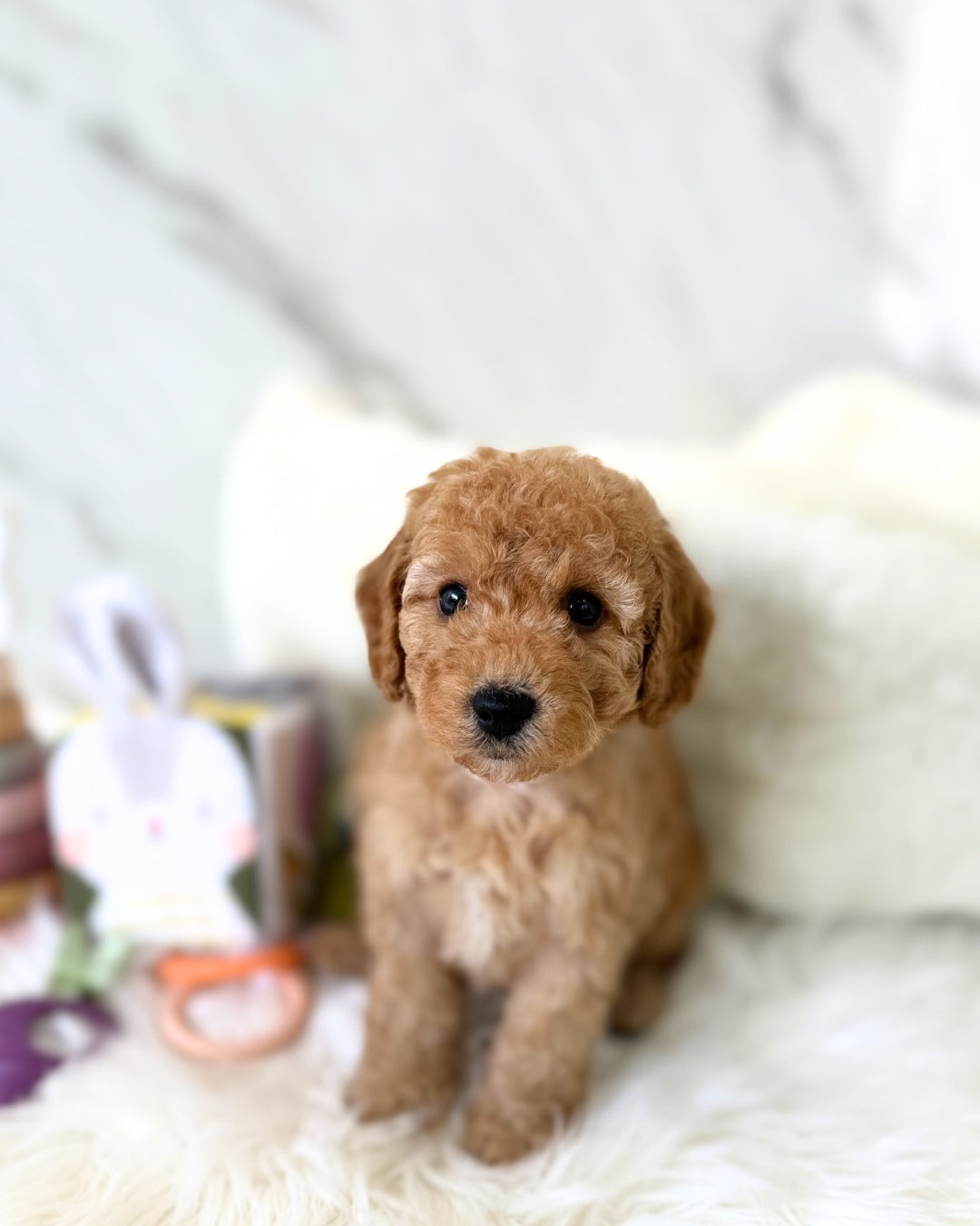 Dori: Brown Toy Poodle 🇸🇬 (Boy)