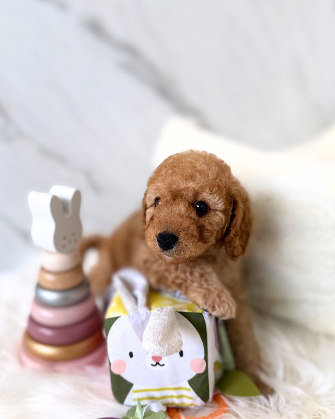 Doki: Brown Toy Poodle 🇸🇬 (Boy)