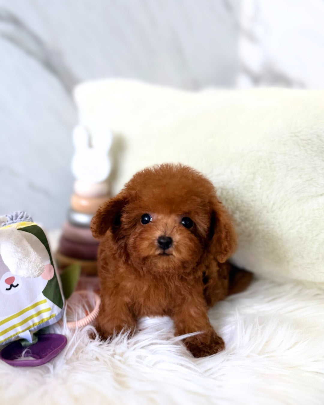 Kokoro: Red Tiny Toy Poodle 🇸🇬 (Boy)