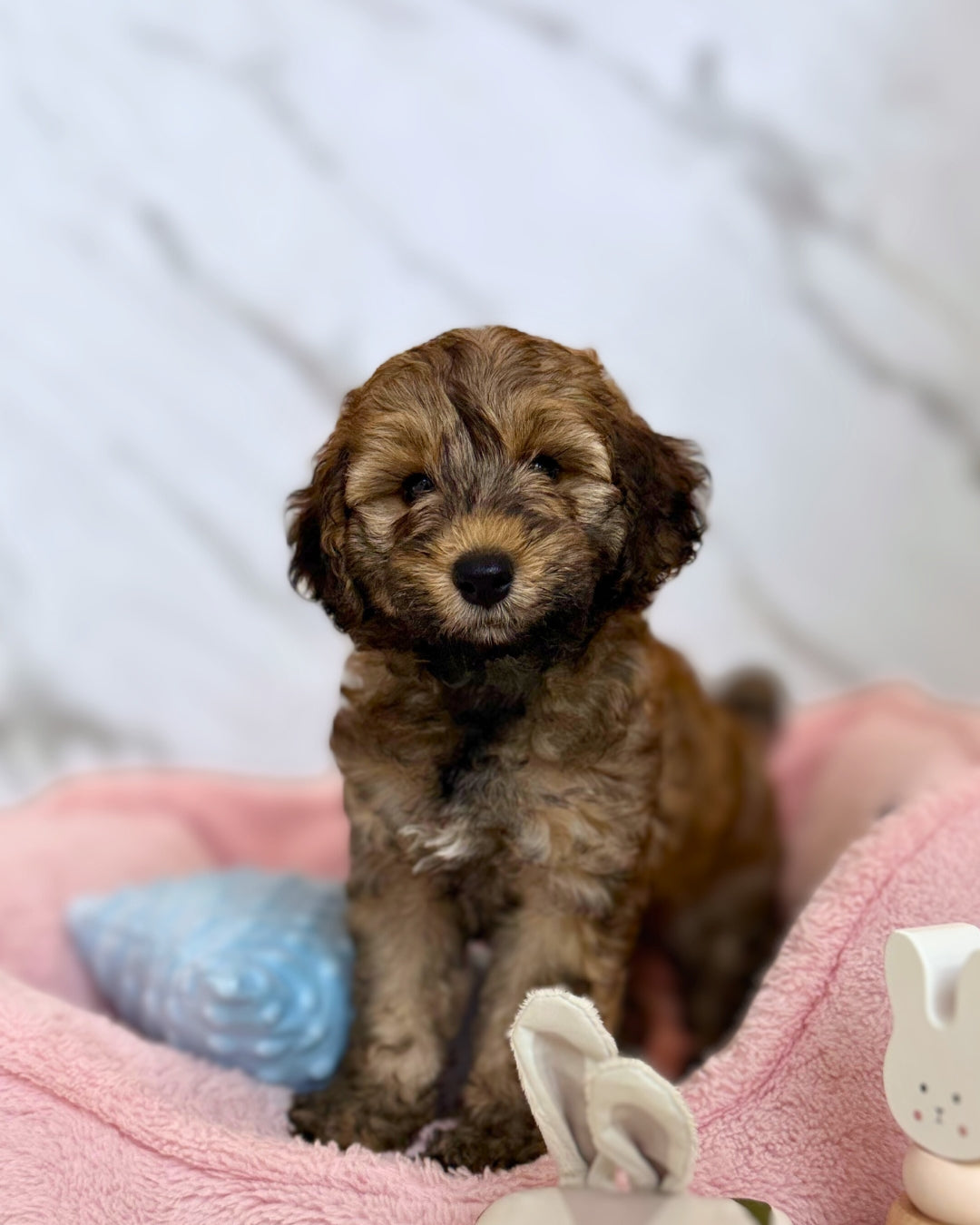 🌟 Stella: Sable Mini Labradoodle F1B 🇸🇬 (Girl)