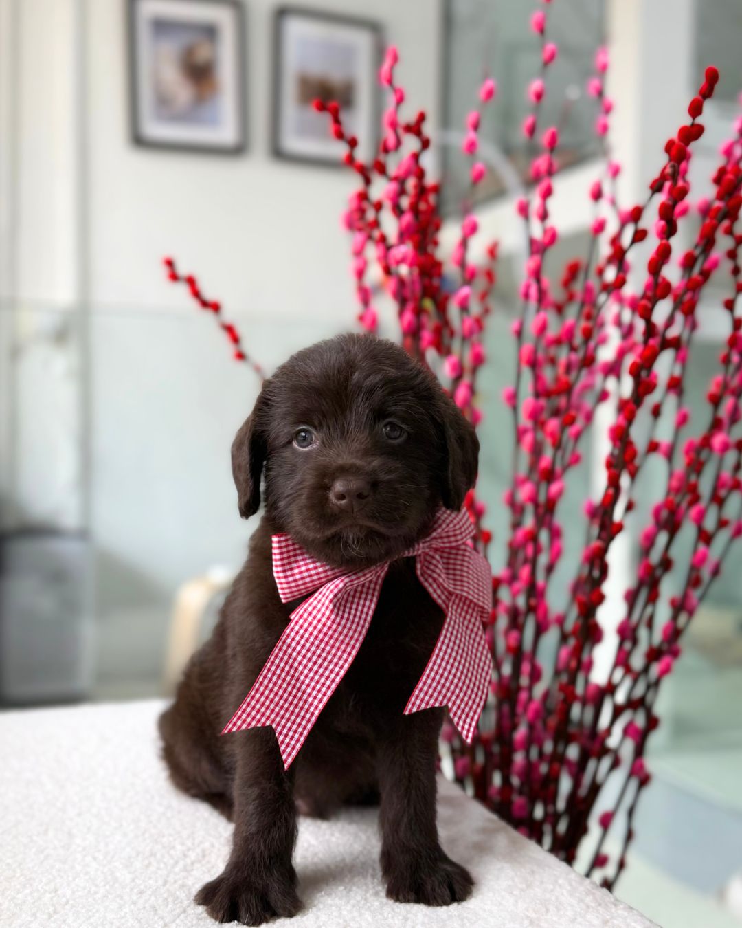 🥐🍫✨Milo: Chocolate Mini Labradoodle 🇸🇬 (Boy)
