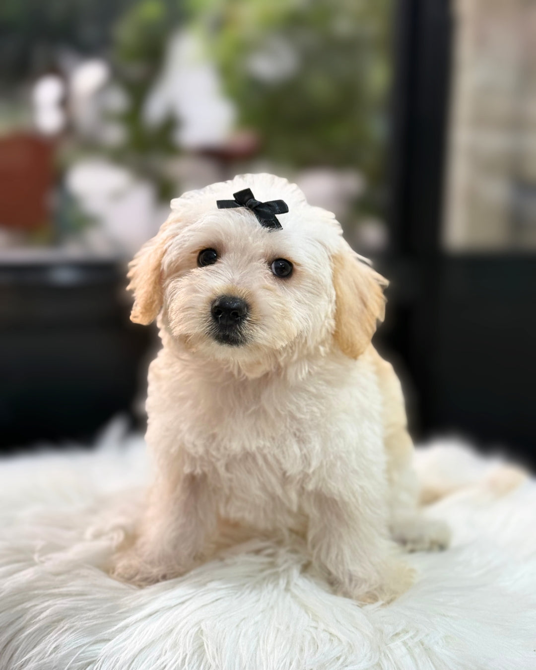 🌨️ Miyuki: Cream Schnoodle 🇸🇬 (Girl)