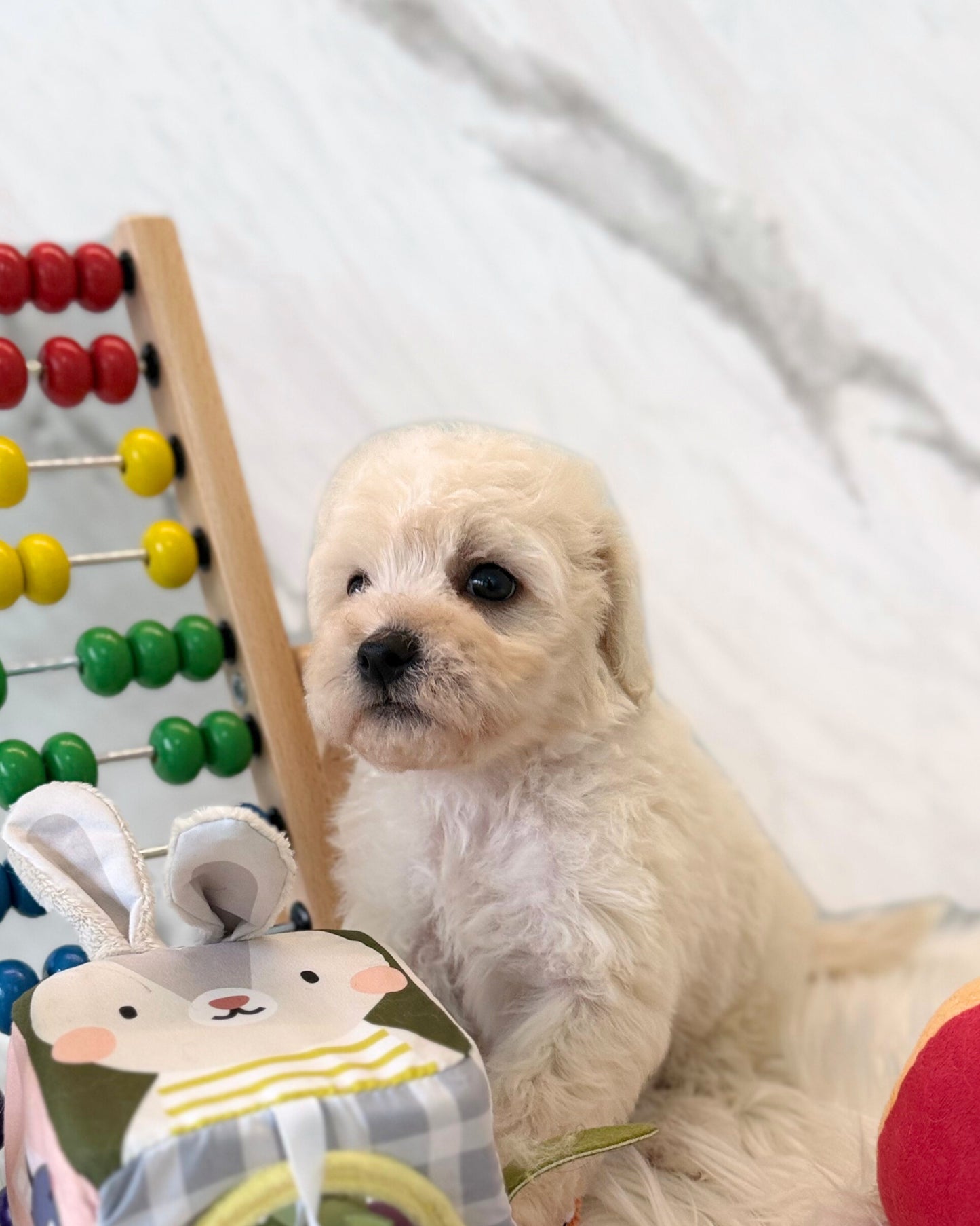 🐶 Nemo: Cream Lagottopoodle 🇸🇬 (Boy)