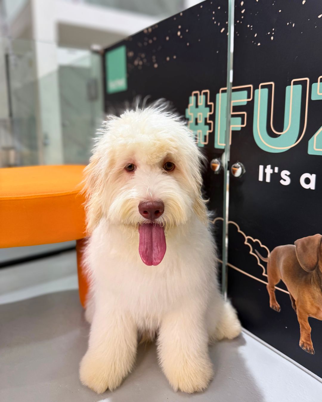 ☁️ Anderson: Cream Chow Doodle 🇸🇬 (Boy)