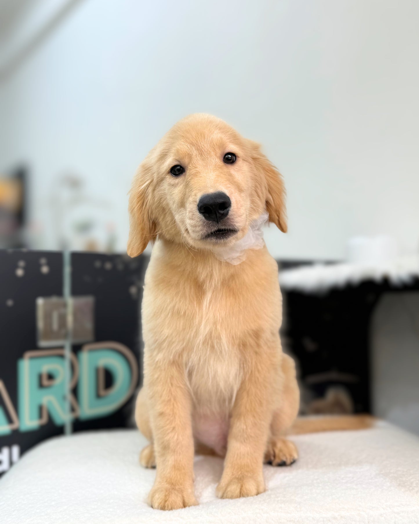 🌤️🏄🏻♂️ Yohan: Cream Gold Golden Retriever 🇸🇬 (Boy)