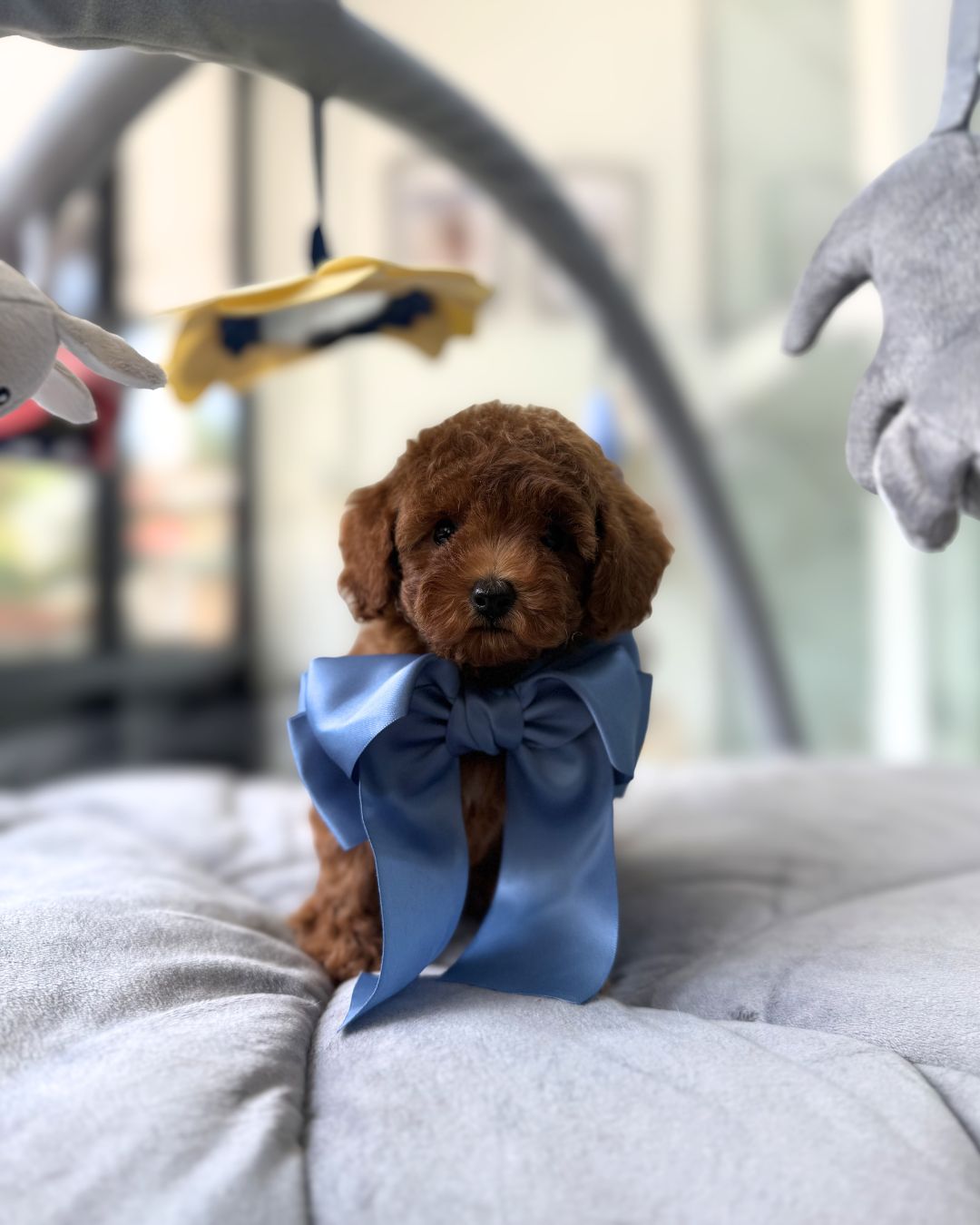 🩷✨ Rosie: Brown Toy Poodle 🇸🇬 (Girl)