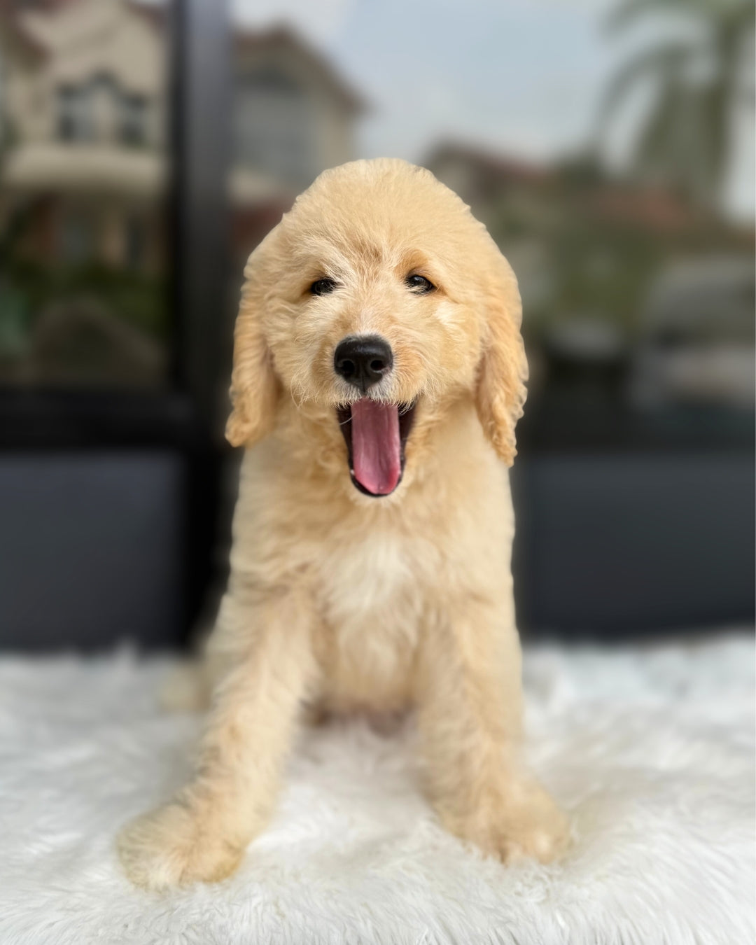 💞 Joy: Cream Brown Mini English Golden Doodle 🇸🇬 (Girl)