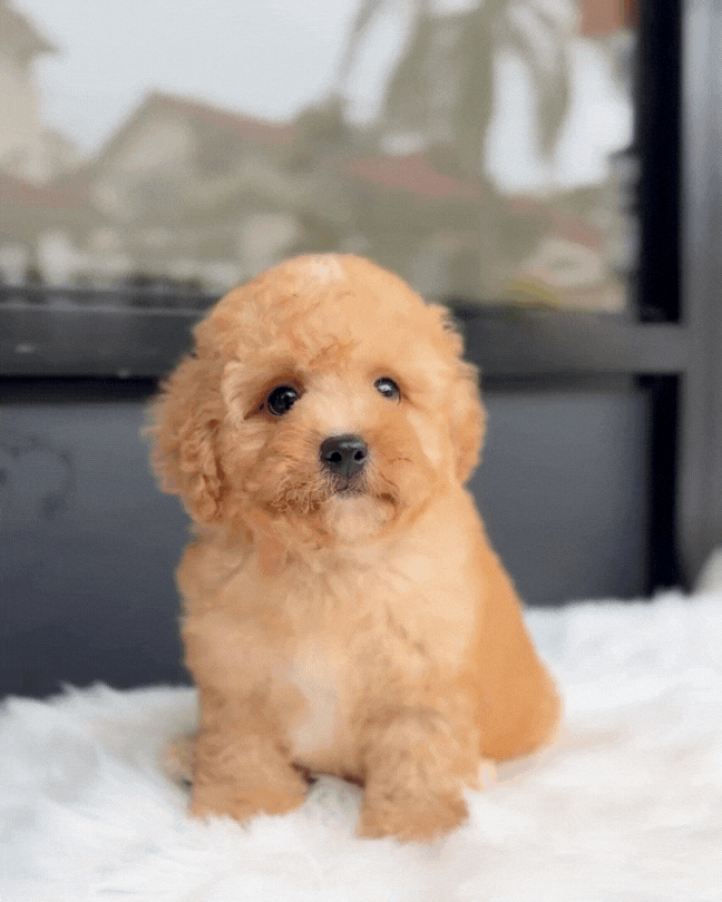 🍩 Donut: Cream Brown Cavapoo 🇸🇬 (Boy)