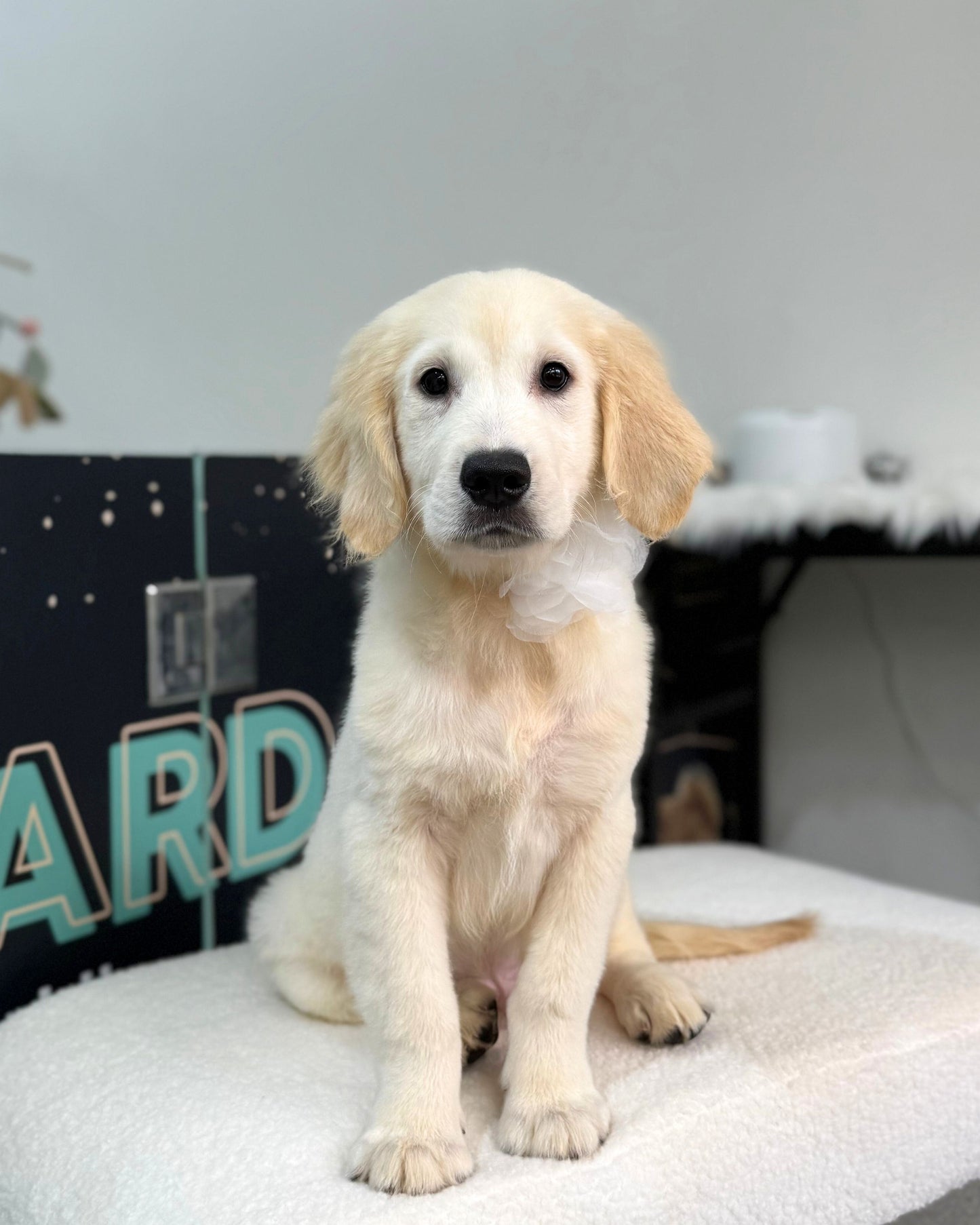 🦴Albie: Cream White Golden Retriever 🇸🇬 (Boy)